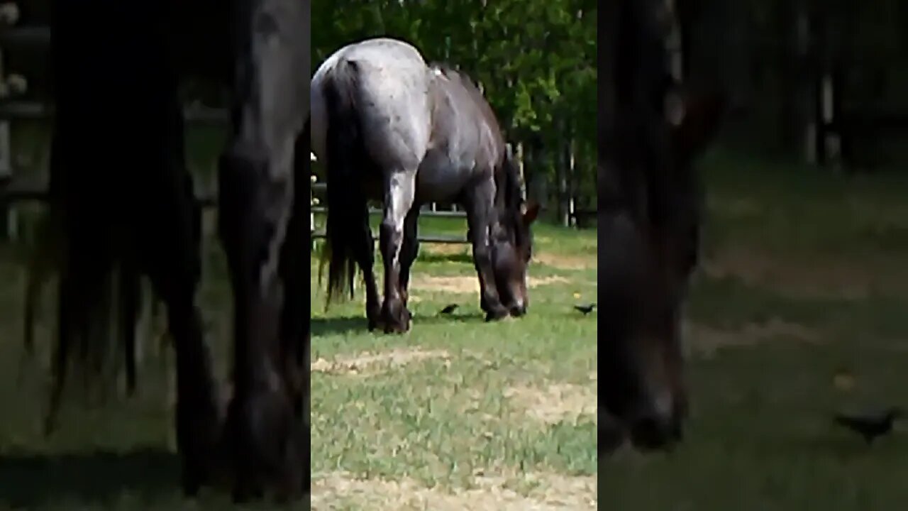 Blackbirds enjoying the horse's shade and grazing to find some bugs.