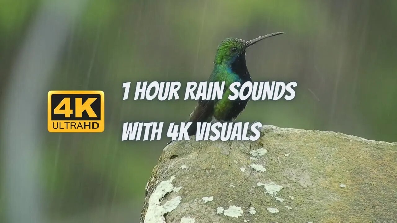 4k Rain Sounds - Relax to The Calming Ambiance of Rainfall For 1 Hours