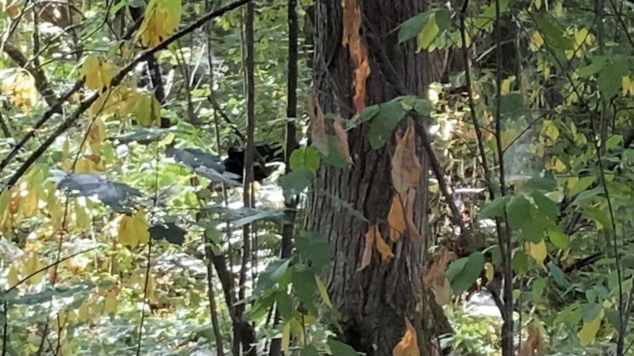 3 bears by a trail