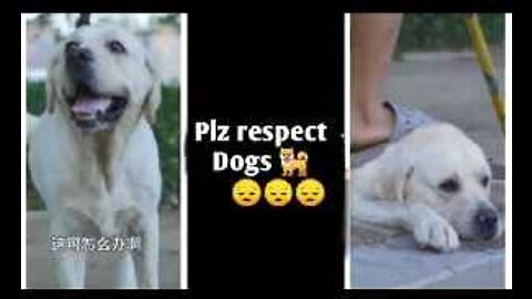 DOG SAVE BLIND MAN LIFE | RESPECT ALL DOGS