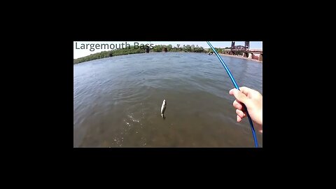 largemouth Bass in the Tennessee River