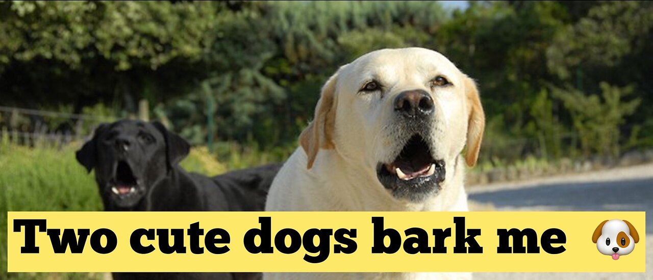 How Dogs React When Seeing Stranger 25 - Running, Barking?
