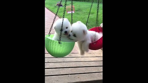 My 2 cute puppies