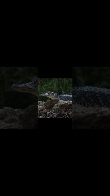 Wild Alligator encounters with Canon R10
