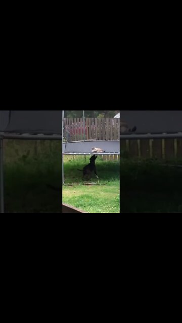 Most Amazing and trending video||relaxing your mind||trendig videos|| #shorts #trending #viral #live