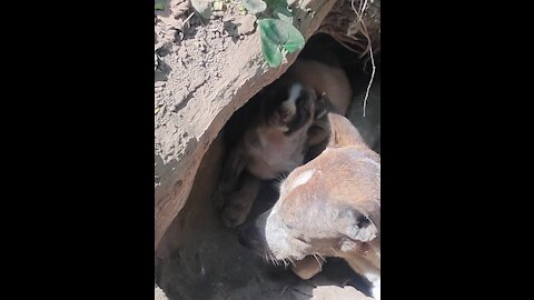 Mother keeps her baby in a cage 😥