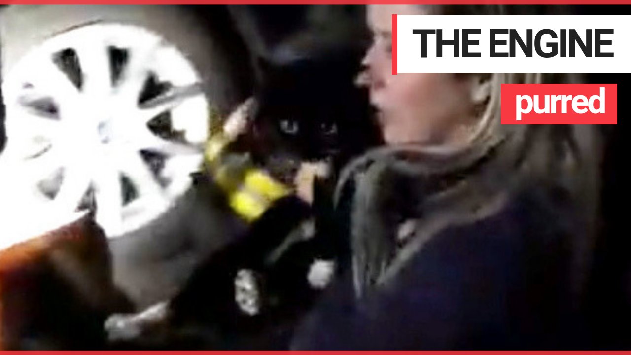 Cat is found after going missing for SIX days - in the engine of a car