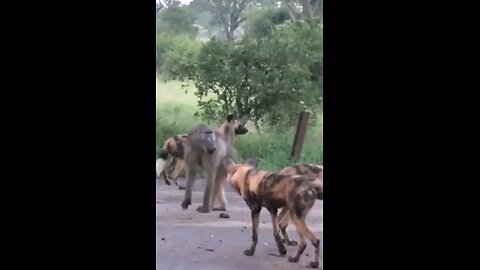 I Don't Understand Why Wild Dogs Attacks Baboons