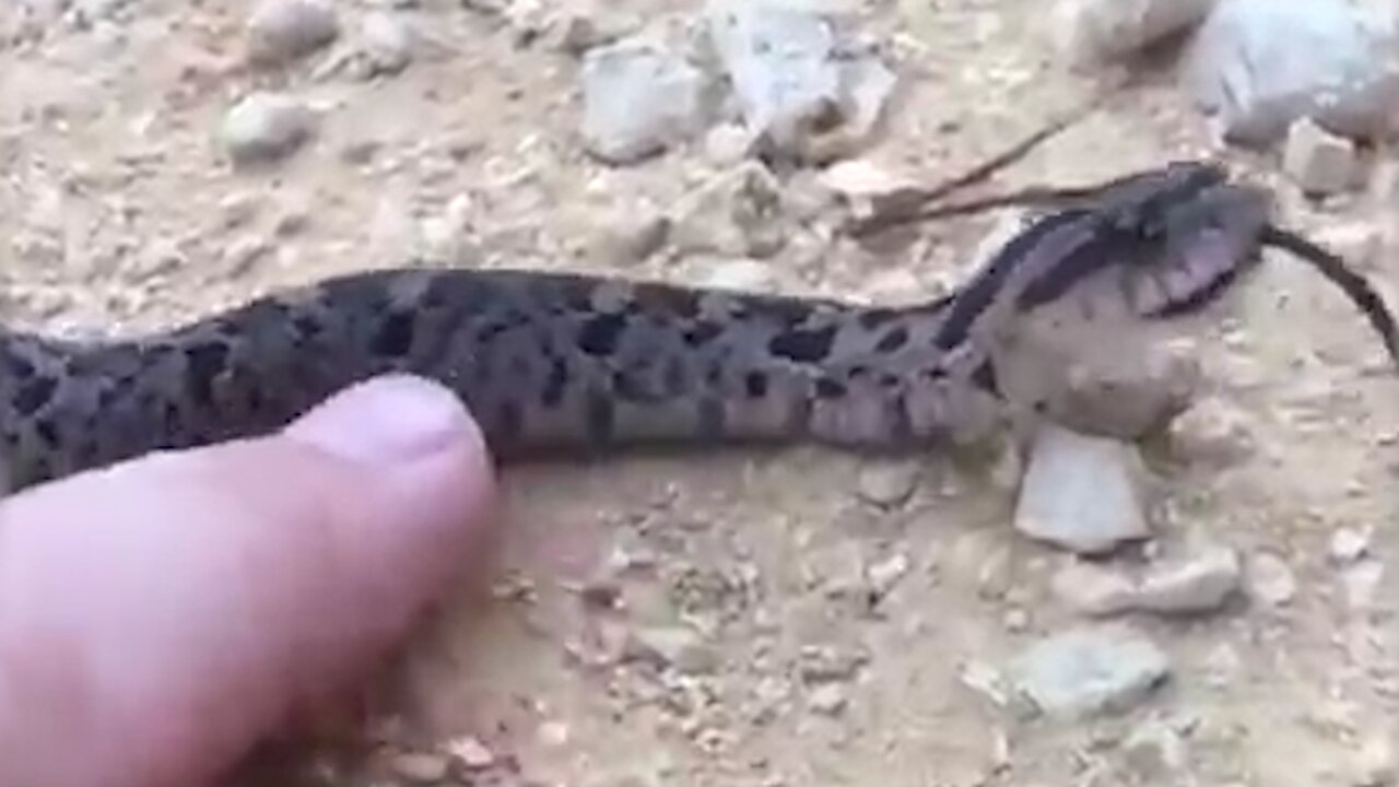 A snake playing dead