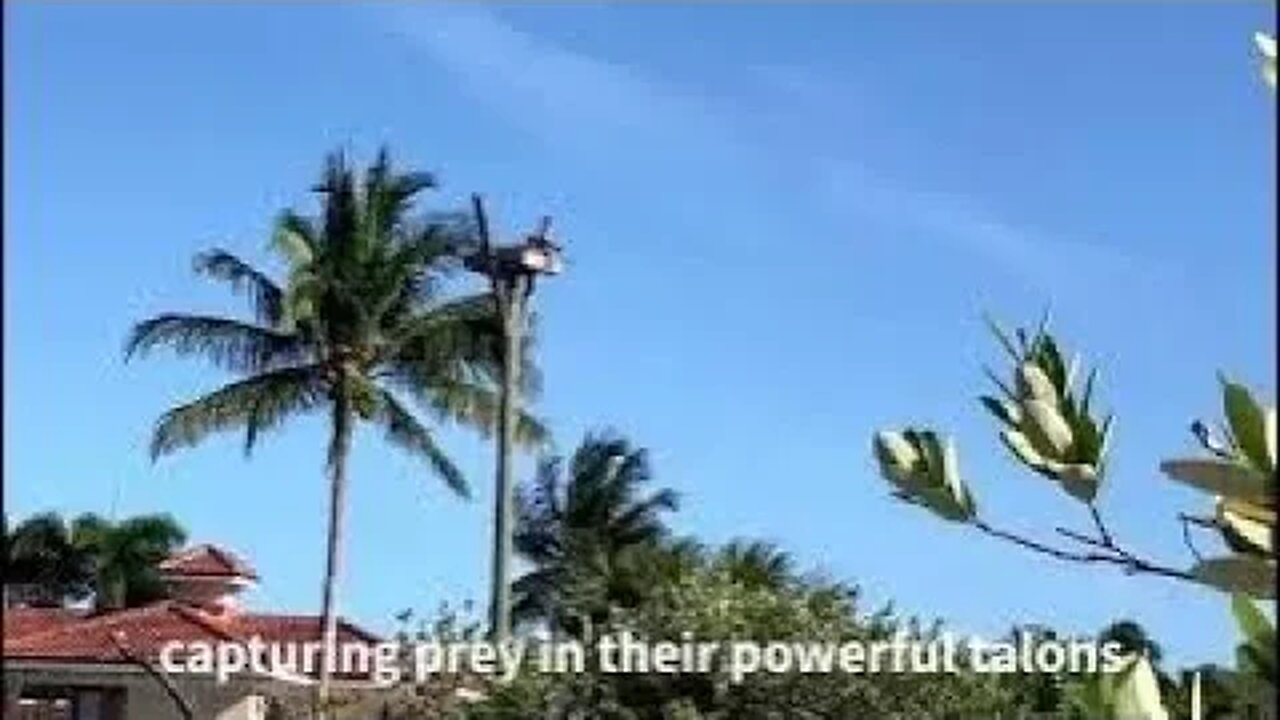 A view of the Osprey nest and Shell Tree