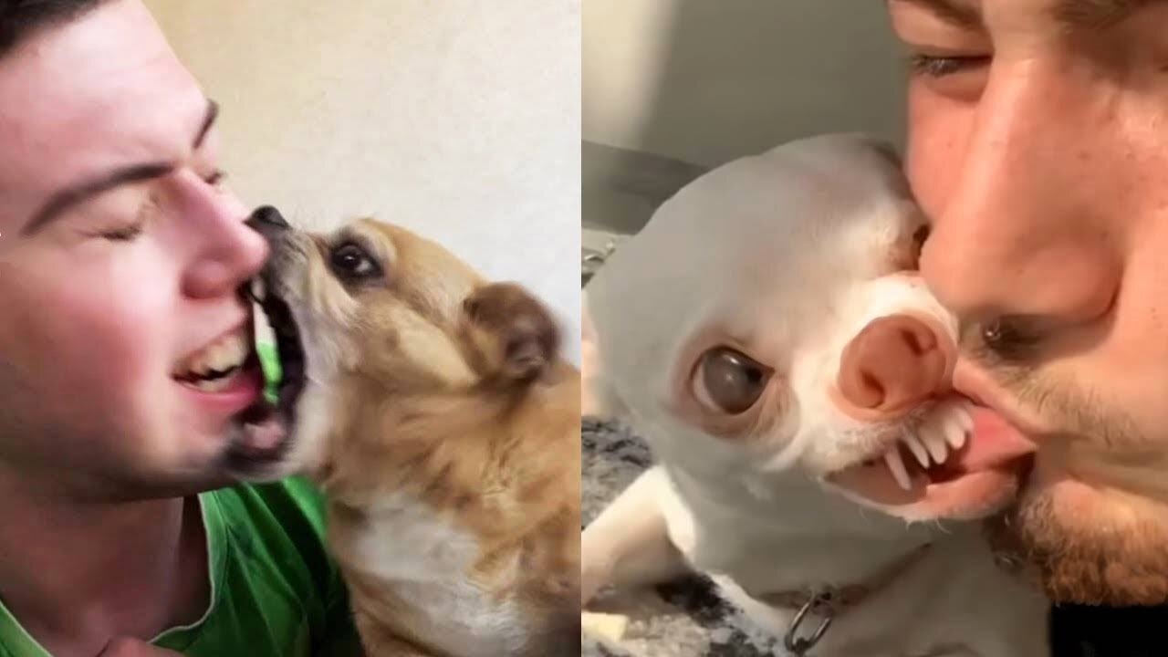 Angry and Funny Dogs And Cats of TikTok