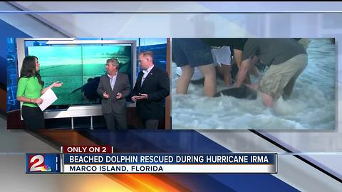 Dolphin Rescue Reunion: NBC News Visits 2 Works For You