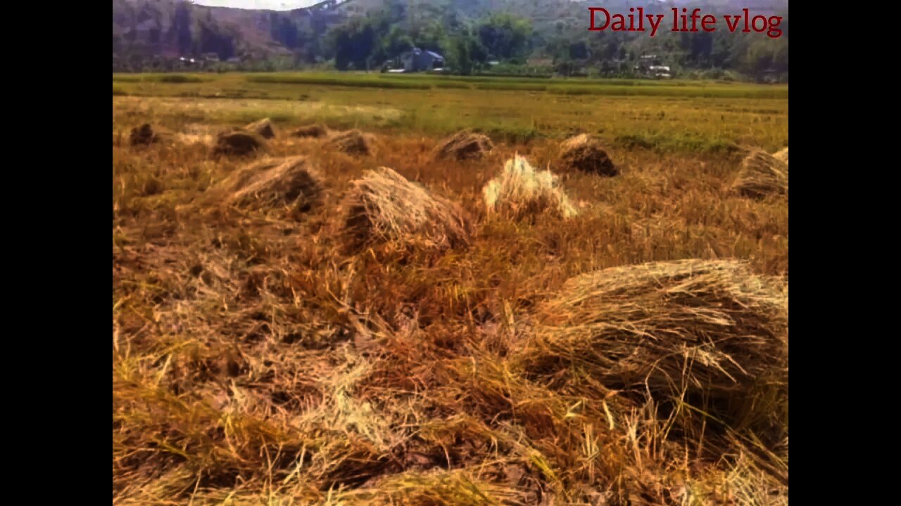 rice fields in my hometown vietnam