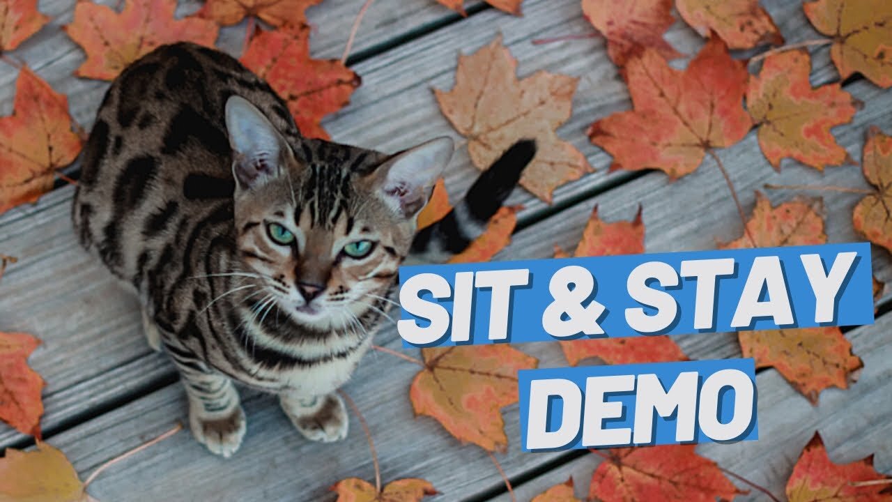 Teach Your Cat Sit And Stay - A Life Changing Tricks #Shorts