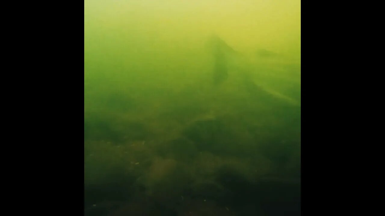 catfish in the river