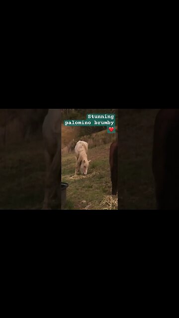 Stunning palomino brumby #brumbies #guyfawkesheritagehorses