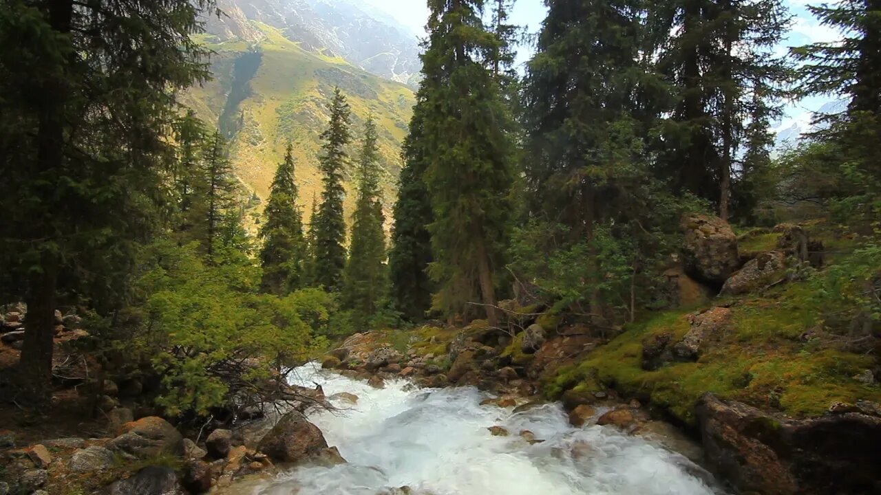 Nature's Serenity: Relaxing River Sounds and Tree Views for Stress Relief and Sleep