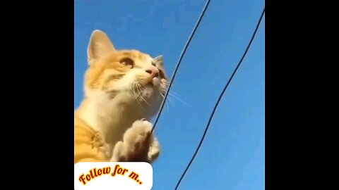 See how the cat catches the bird in flight👌 trending video