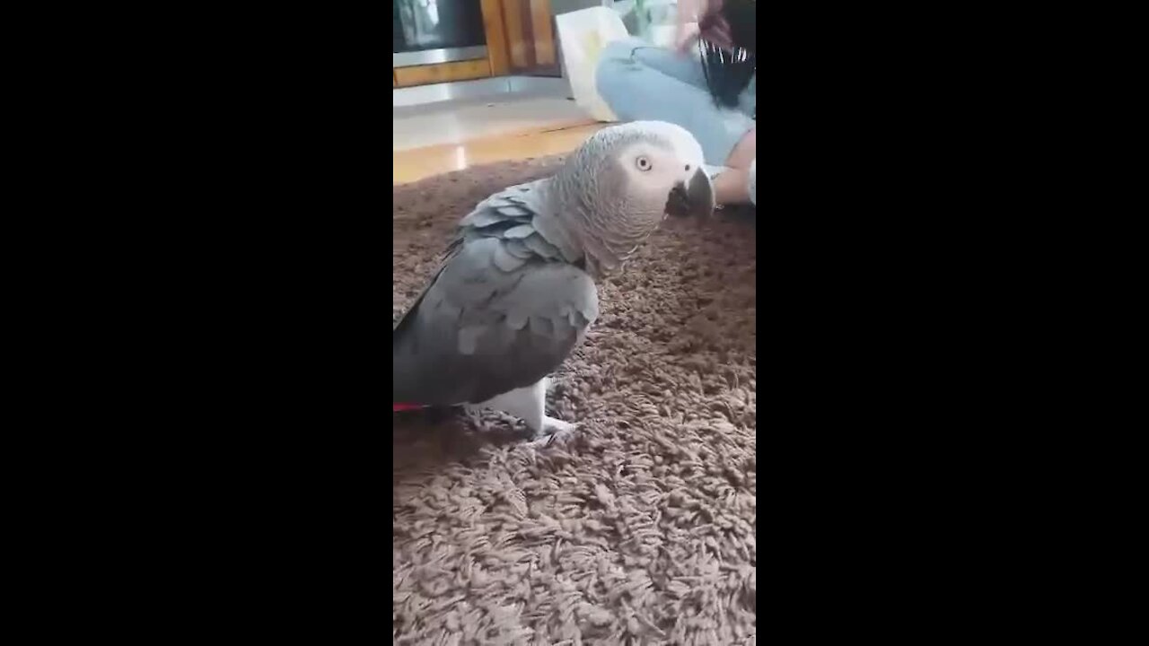 Parrot sees owner jumping, flawlessly imitates her