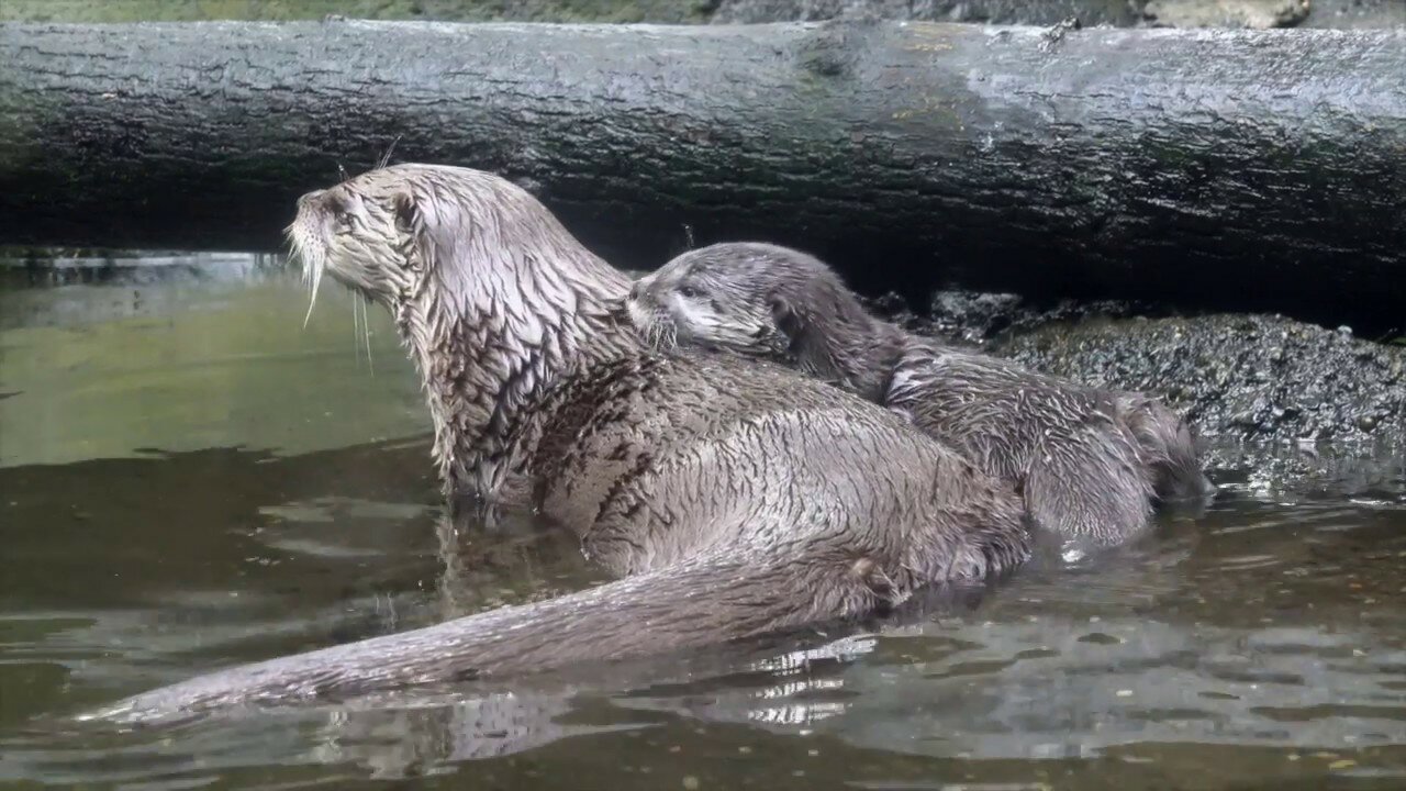 BABY OTTERS GO SWIMMING IN GIANT FRESHWATER LAGOON ! WHAT HAPPENS