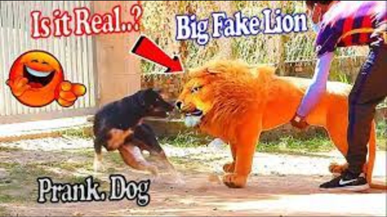 Prank Dog Funny & fake Lion and Fake Tiger Prank