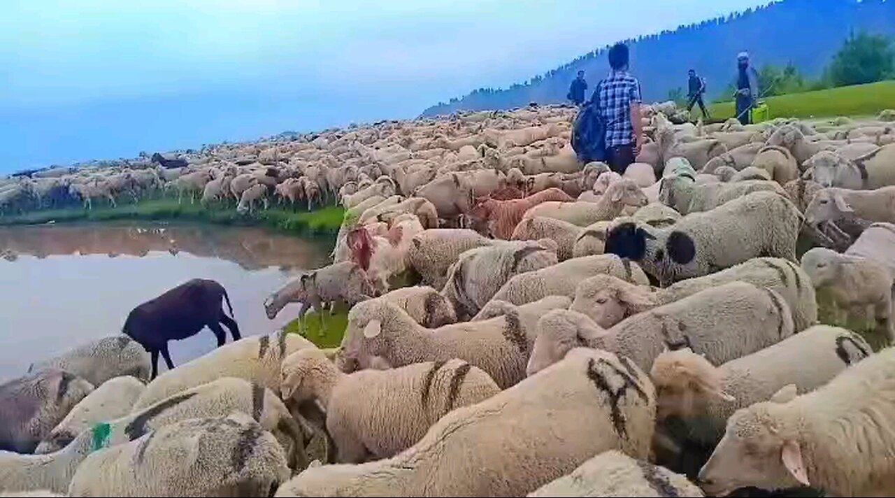 shepherd in Himaliya