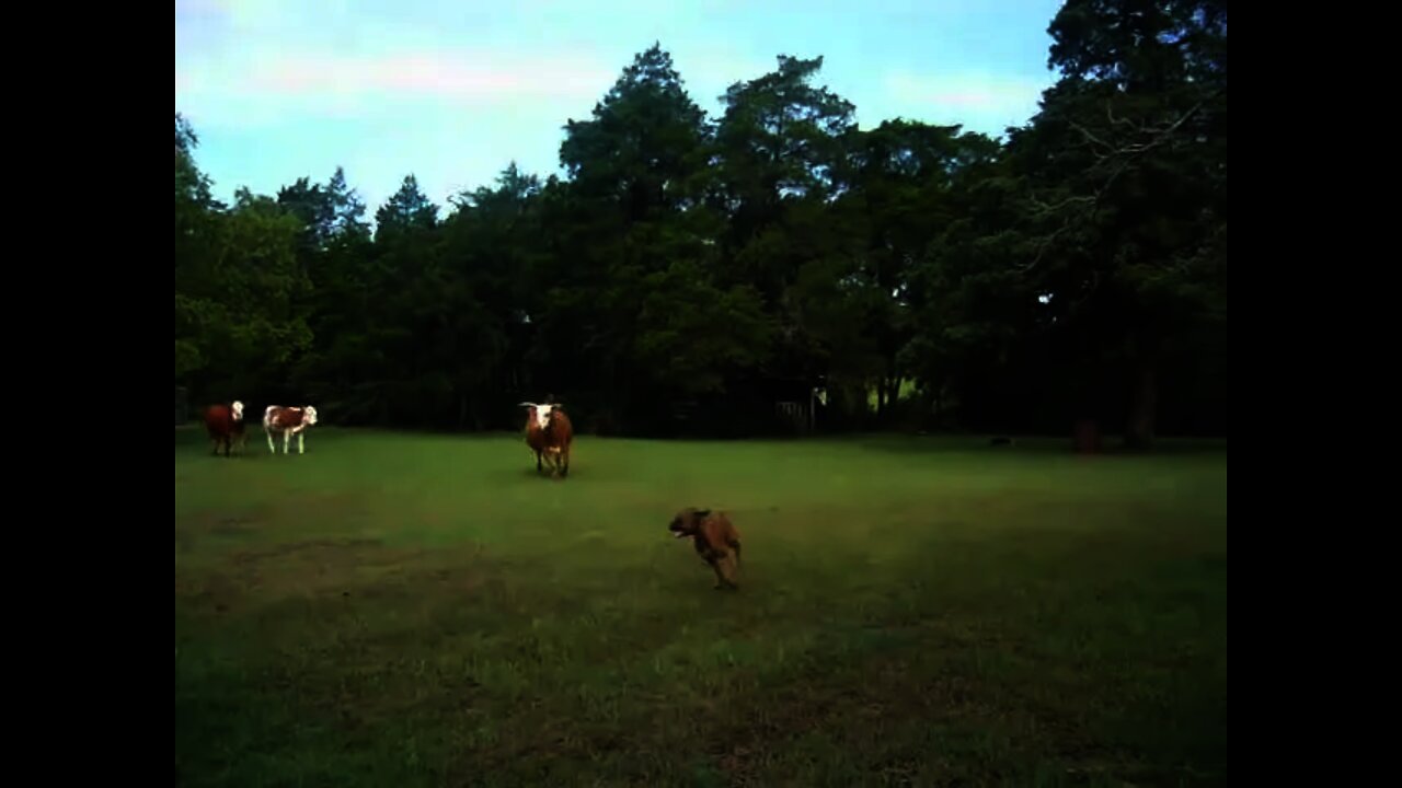 So Funny. Don&apos;t Mess With The Bull!