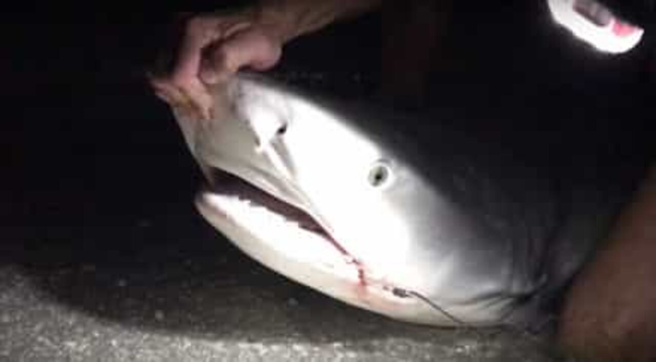 Man saves a shark with rusty hooks in its mouth