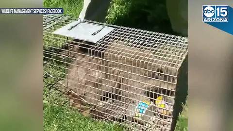 SAFE AT LAST! #MPRraccoon released in lush neighborhood - ABC15 Digital