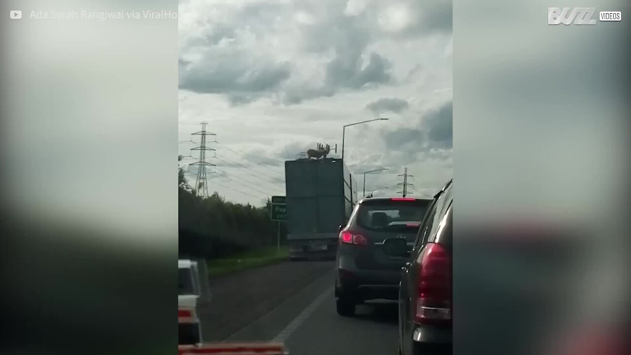 Pecora viene trasportata sul tetto del camion