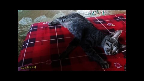 The cat is sleeping