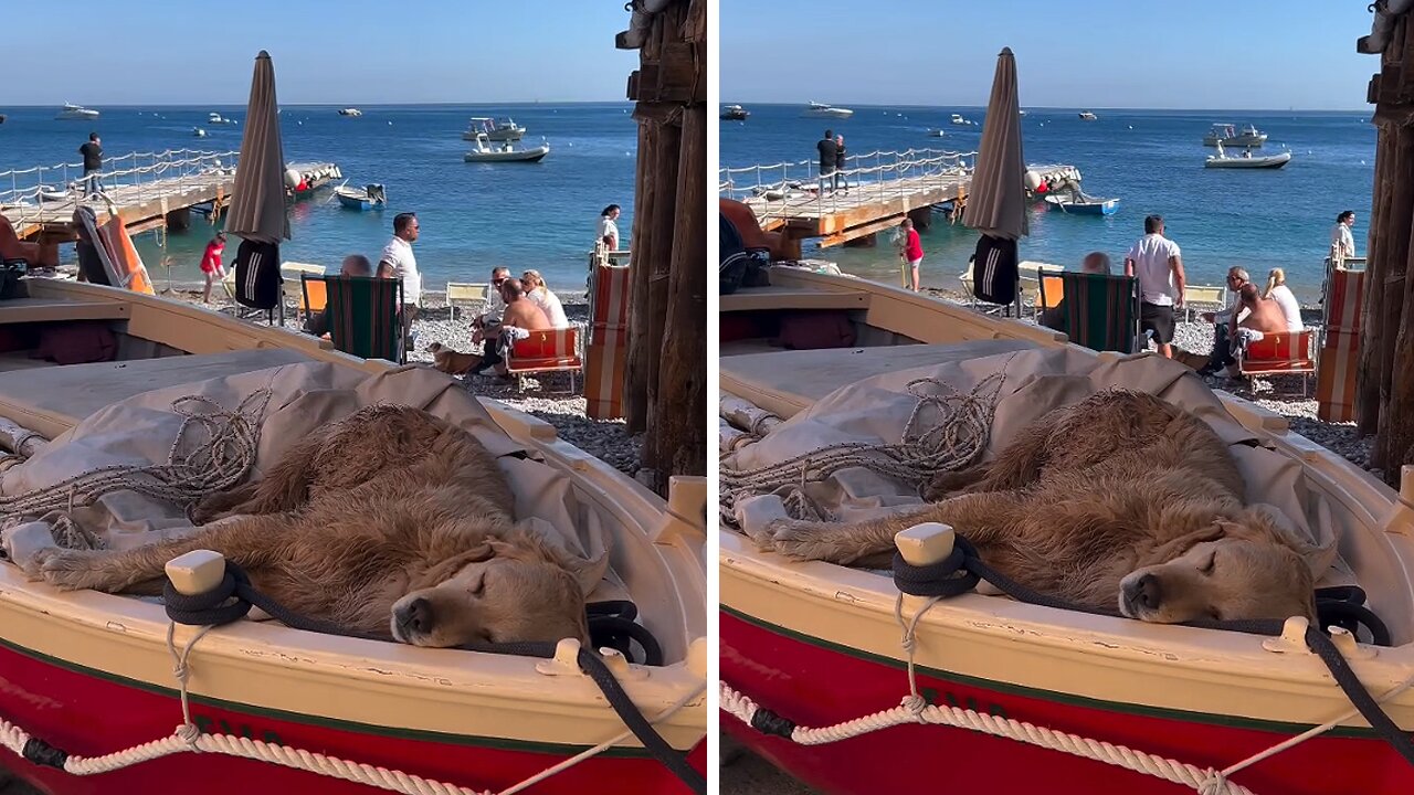 Golden Retriever Enjoys The Summer In Italy