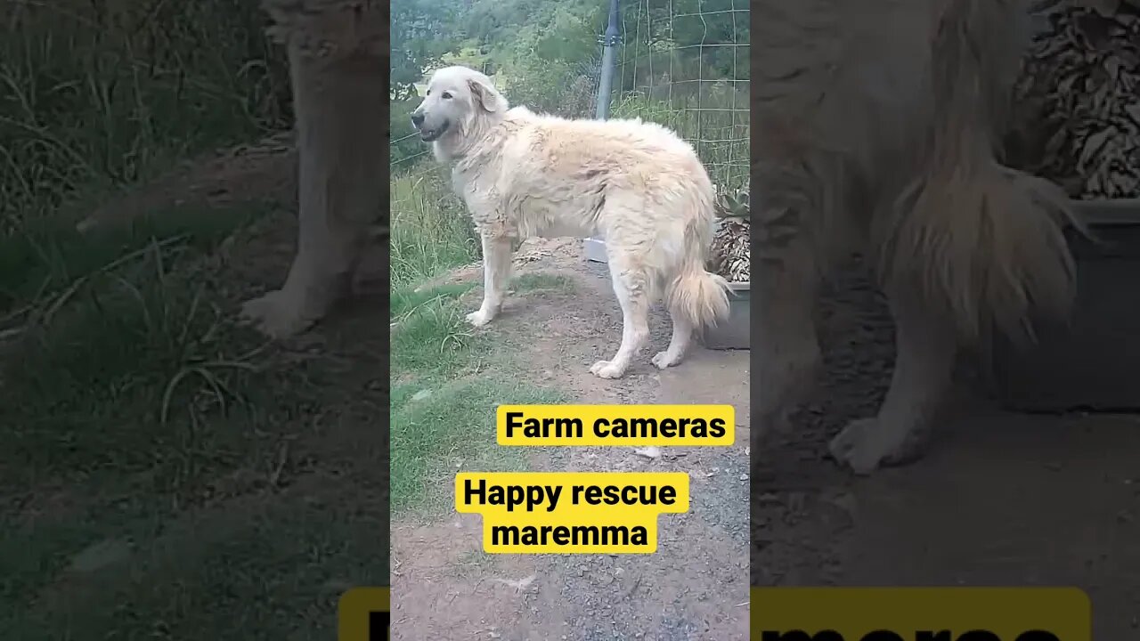 Farm cameras: monitoring animals