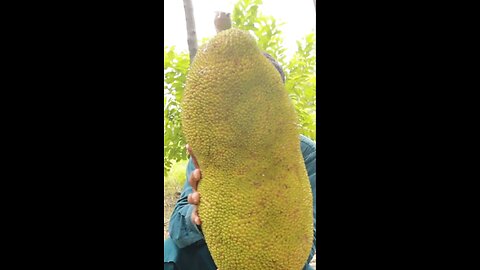 Jack fruit forming in Pakistan