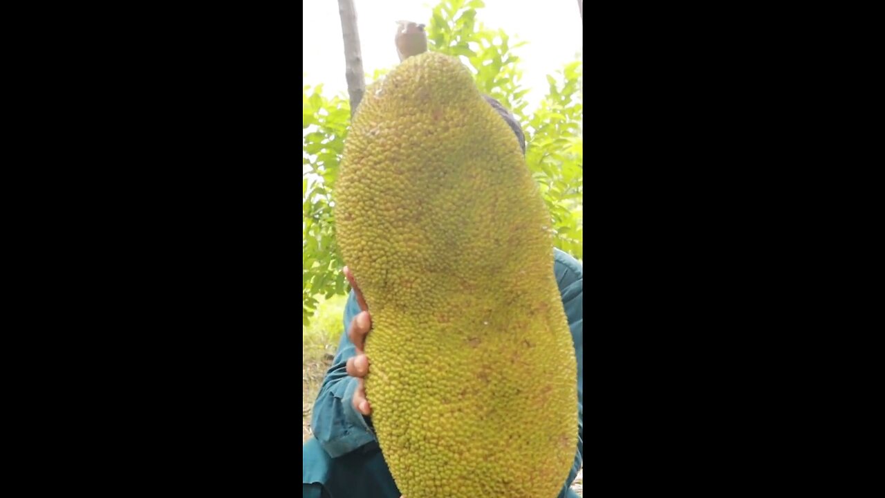Jack fruit forming in Pakistan