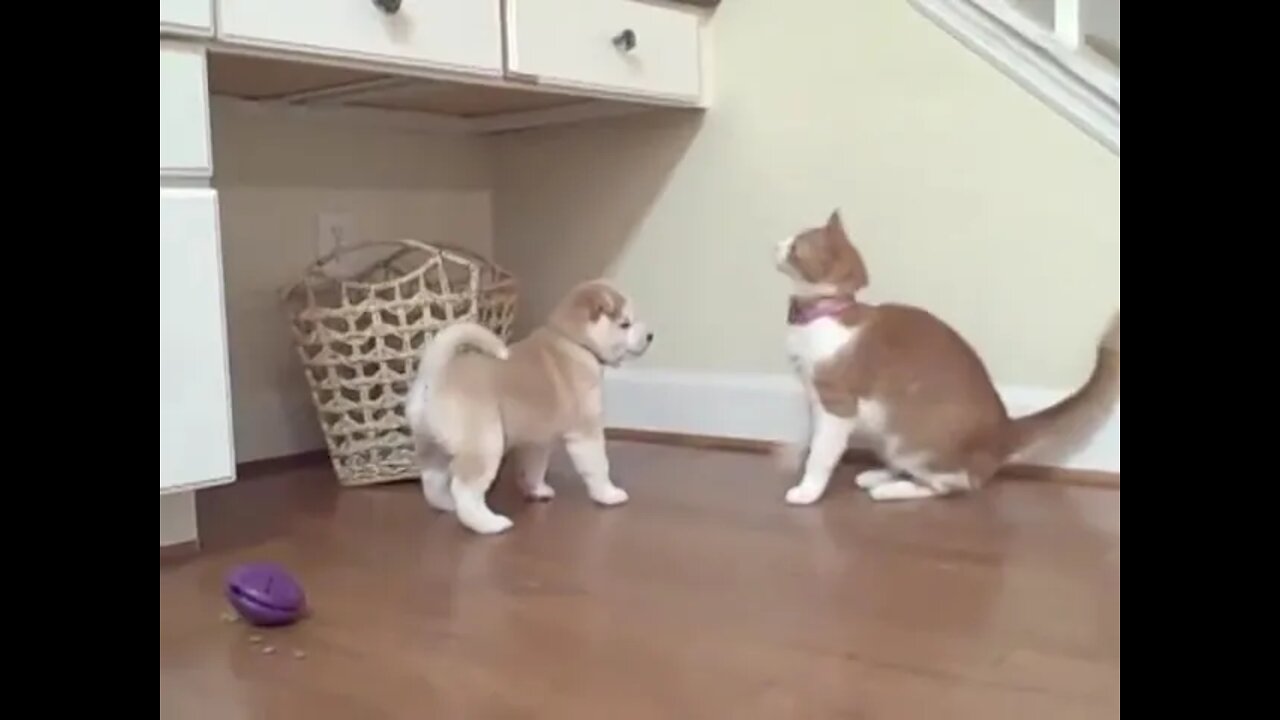 funny cat