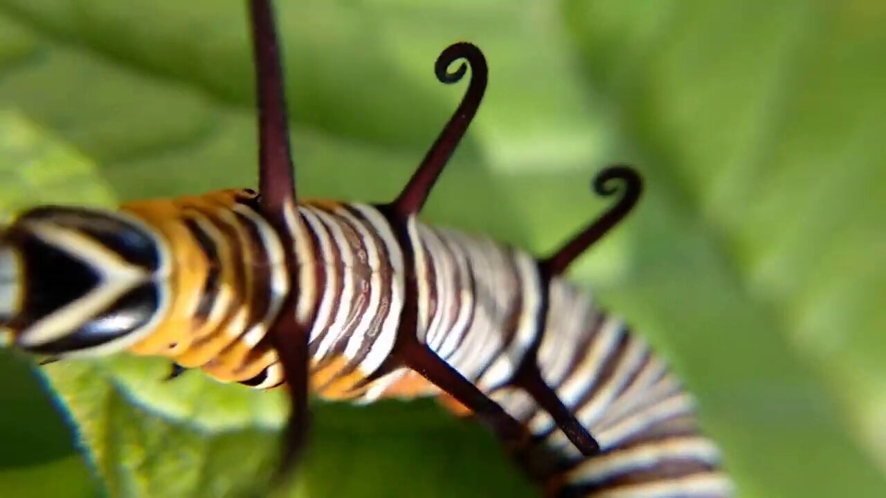 Huge Woodworms With Thorns On Their Backs