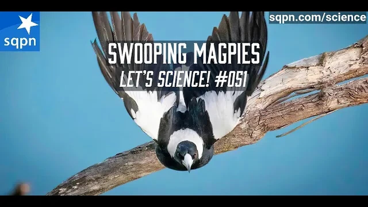 Swooping Magpies - Let's Science!