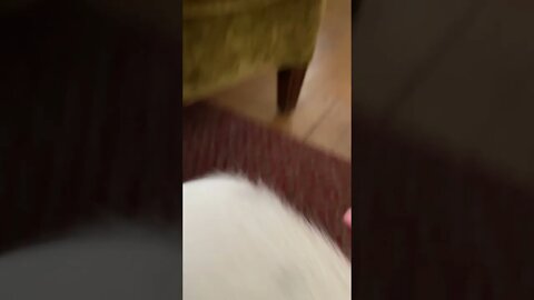 Deaf Dog
