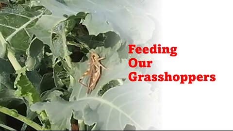 Feeding Our Grasshoppers