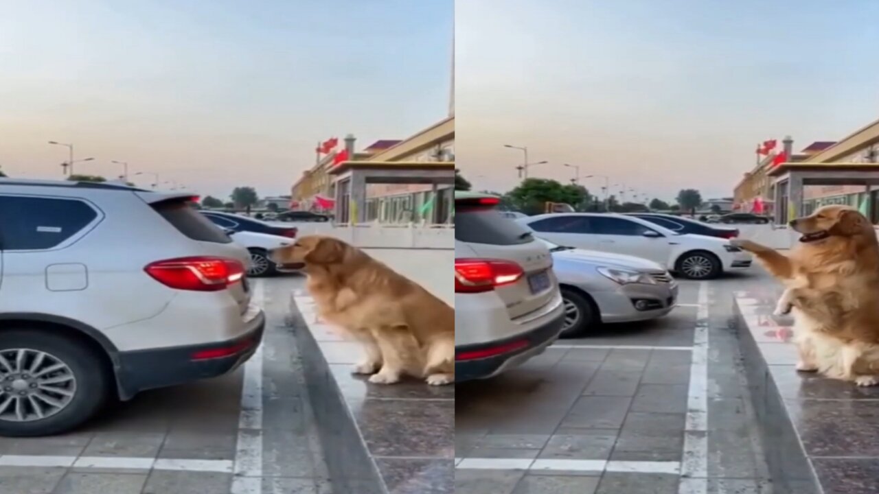 Seeing the cute behavior of a dog being a parking attendant