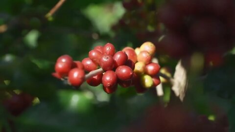 Come and enjoy some hot Yunnan coffee in this winter afternoon