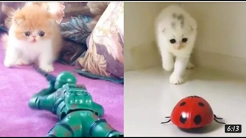 Aww ~- Funny and Cute Animals Compilation 2021