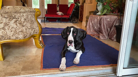 Great Dane Helps Move Outdoor Furniture Indoors Before Hurricane Ian