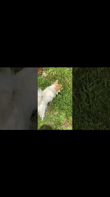 Hunting Grasshoppers