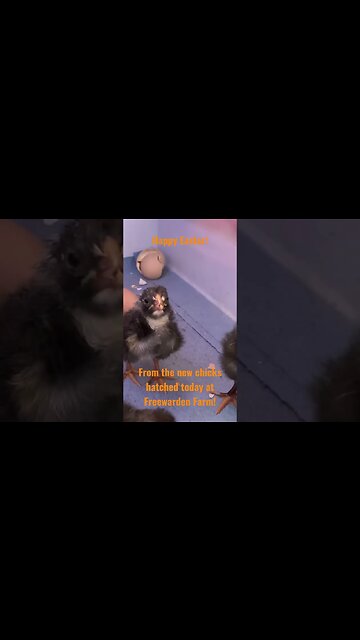 Happy Easter from the all of us (and the new Dominique chicks) at Freewarden Farm!