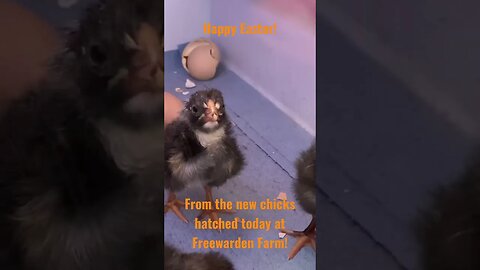 Happy Easter from the all of us (and the new Dominique chicks) at Freewarden Farm!