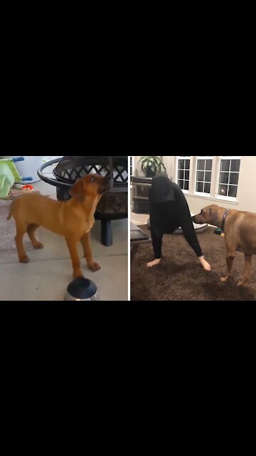 Little boy best friends with his doggy since the beginning