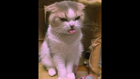 Super funny cat videos 2021 clearance