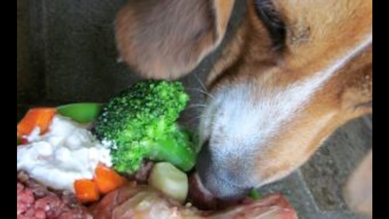 Top 10 About the Dog Food You Don´t Know...